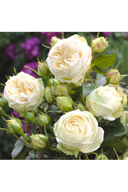 Кущ троянди Ведінг Піано в повному цвітінні